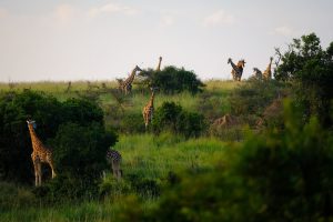 Climate finance innovation for Africa