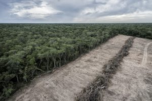 10 key takeaways from COP27 on nature's critical role