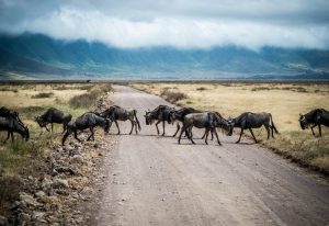 Innovative finance is essential to tackle barriers to investment in Africa’s climate finance needs - at an average investment of USD 250 billion annually from 2020 to 2030