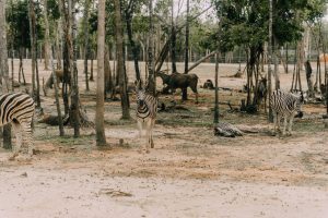 Niger’s National Adaptation Plan presents its path to climate resilience.