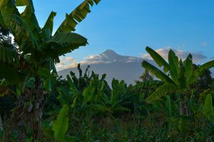 Nature and financial institutions in Africa: A first assessment of opportunities and risks