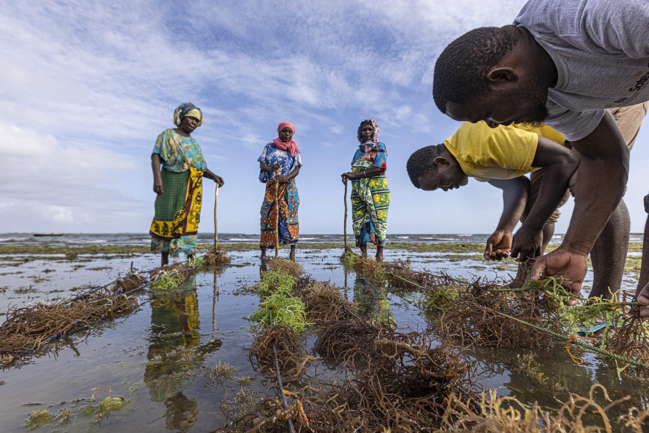 Seaweed farming